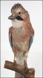 Jay - Garrulus glandarius